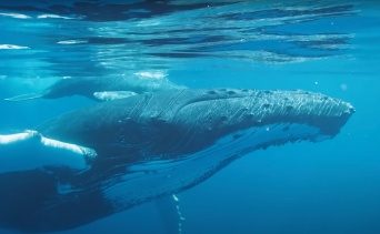 whales tahiti